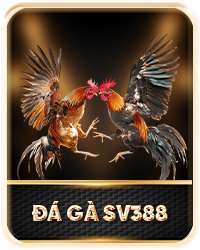 đà gà sv3888
